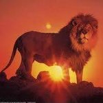 ������ ������� AniKoferBo